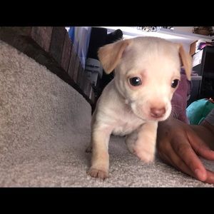 Meet your Posher, Alexis